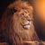 Parfum Sexy Lion