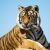 Parfum Tiger Cool