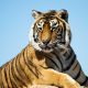 Parfum Tiger Cool